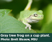 Gray tree frog on a cup plant